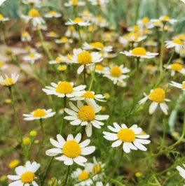 Semillas aromáticas