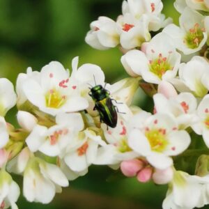 Productos ecológicos