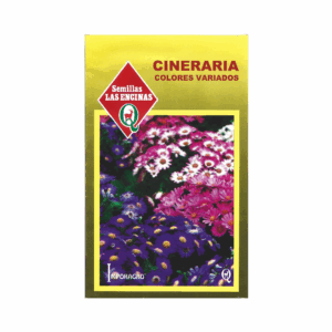 Semillas de Cineraria Colores Variados