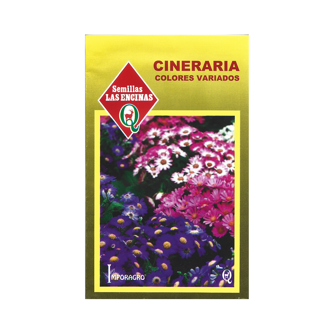 Semillas de Cineraria Colores Variados