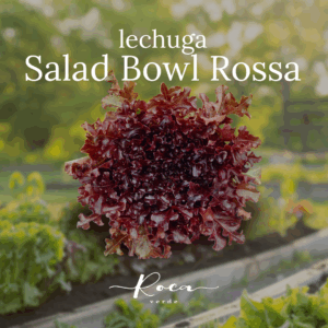 Semillas de Lechuga Salad Bowl Rossa