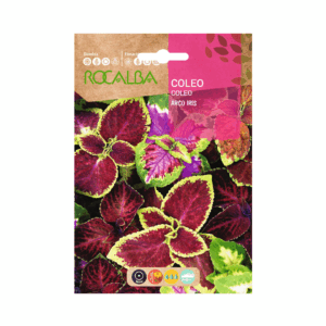 Semillas de Cóleo Arcoiris