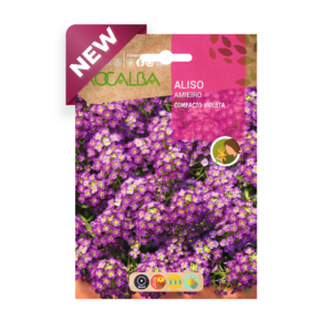 Semillas de Aliso Compacto Violeta