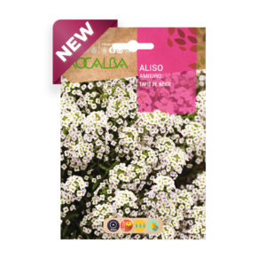 Semillas de Aliso Tapis de Neige