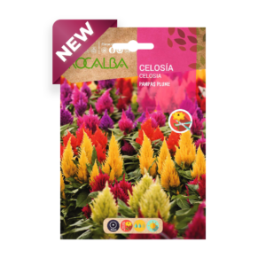 Semillas de Celosía Pampas Plume Variada