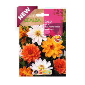 Semillas de Dalia Ideal D'unwin Híbrida
