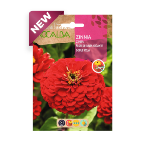 Semillas de Zinnia Flor de Dalia Gigante Doble Roja