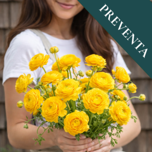 Bulbos de Ranúnculos Amarillos (Pack de 5)