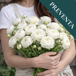 Bulbos de Ranúnculos Blancos (Pack de 5)