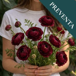 Bulbos de Ranúnculos Mahogany (Pack de 5)