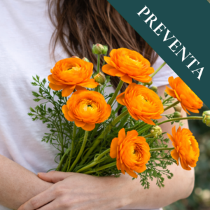 Bulbos de Ranúnculos Naranjos (Pack de 5)