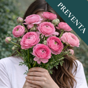 Bulbos de Ranúnculos Rosados (Pack de 5)