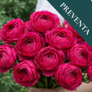 Bulbos de Ranúnculos Magenta (Pack de 5)