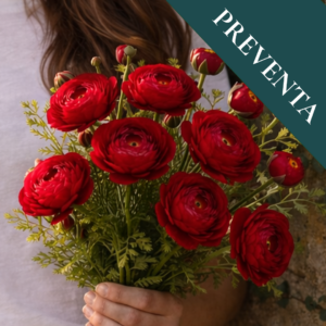 Bulbos de Ranúnculos Rojos (Pack de 5)