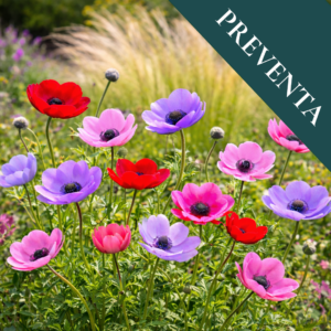 Tubérculos de Anémonas Colores Variados (Pack de 10)