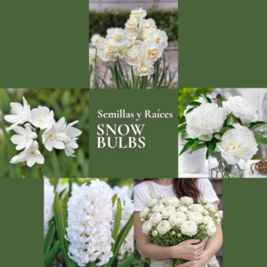 Pack Flores de Corte Snow Bulbs