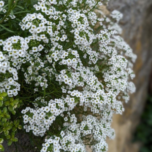 Semillas de Alyssum blanco 10 gramos