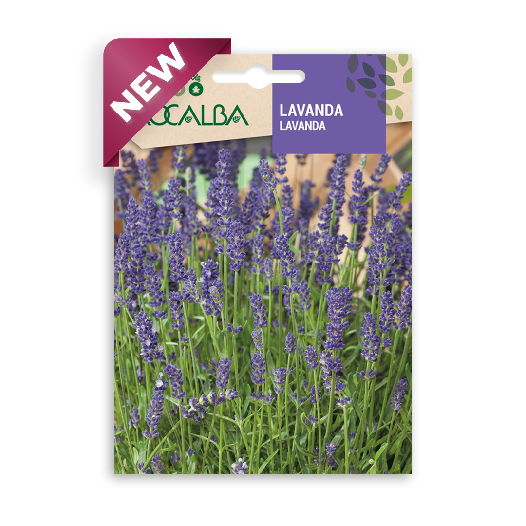Semillas de Lavanda Rocalba